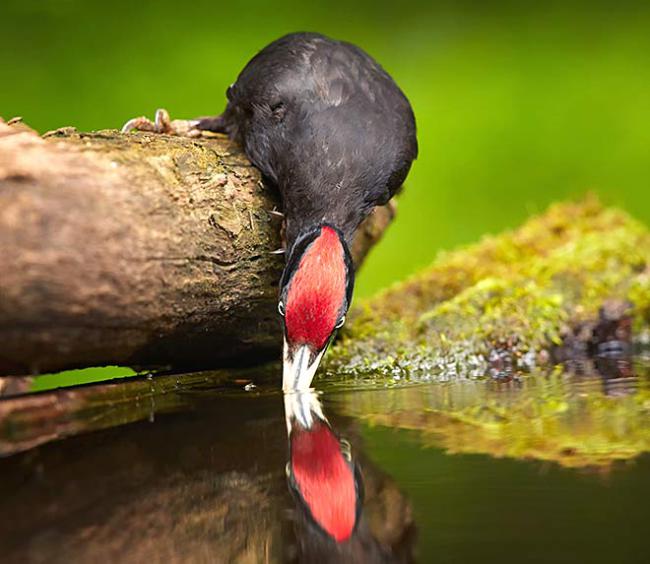 Schwarzspecht krallt sich an einem am Boden liegenden Ast fest und trinkt Wasser aus einem Tümpel